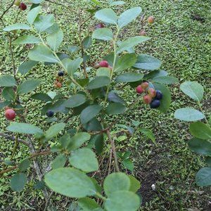 CoverFX in shade G50 for Ninaaa85 only!